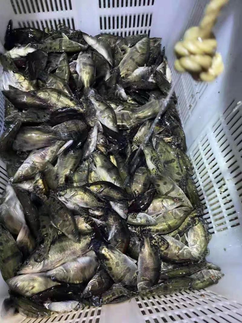 桂花鱼苗，规格齐全，可训料，源头直供，技术支持。