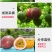 黄金百香果苗特大百香果苗当年结果鸡蛋果苗四季爬藤百香果树