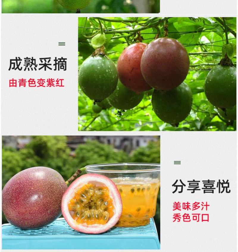 黄金百香果苗特大百香果苗当年结果鸡蛋果苗四季爬藤百香果树