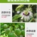 黄金百香果苗特大百香果苗当年结果鸡蛋果苗四季爬藤百香果树
