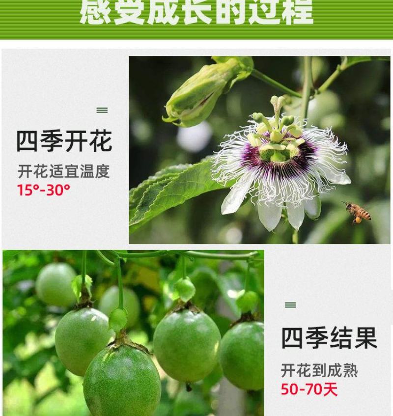 黄金百香果苗特大百香果苗当年结果鸡蛋果苗四季爬藤百香果树