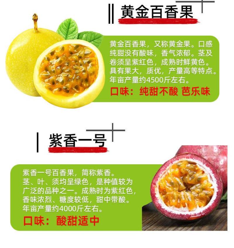 黄金百香果苗特大百香果苗当年结果鸡蛋果苗四季爬藤百香果树