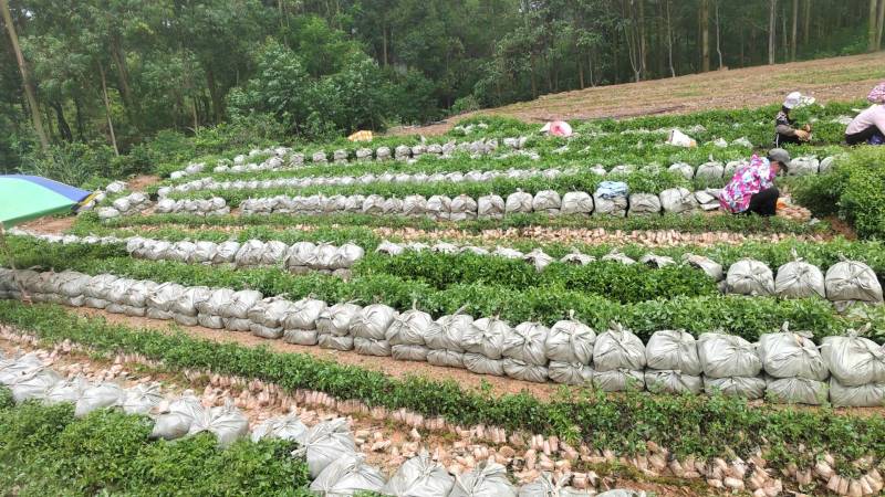 岗梅苗岗梅根营养杯苗称星木点称木苗营养杯苗场地直供