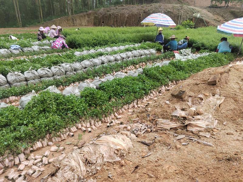 岗梅苗岗梅根营养杯苗称星木点称木苗营养杯苗场地直供