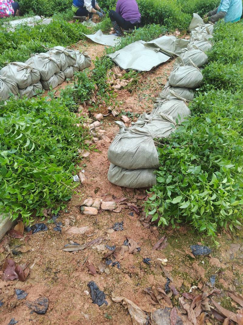 岗梅苗岗梅根营养杯苗称星木点称木苗营养杯苗场地直供
