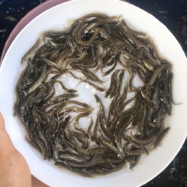 鱼苗