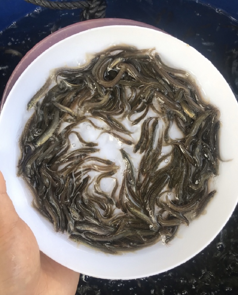 鱼苗