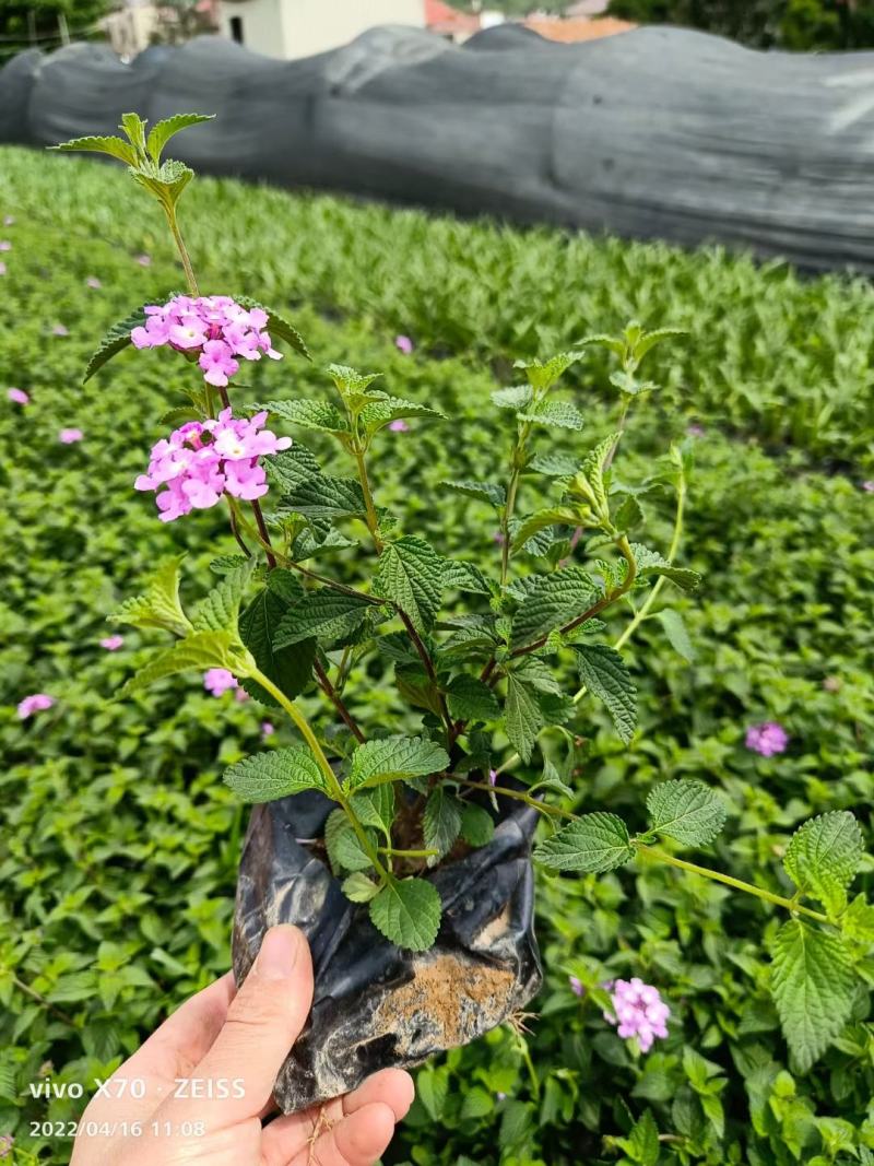 马樱丹，五色梅、五彩花、臭草、如意草、七变花