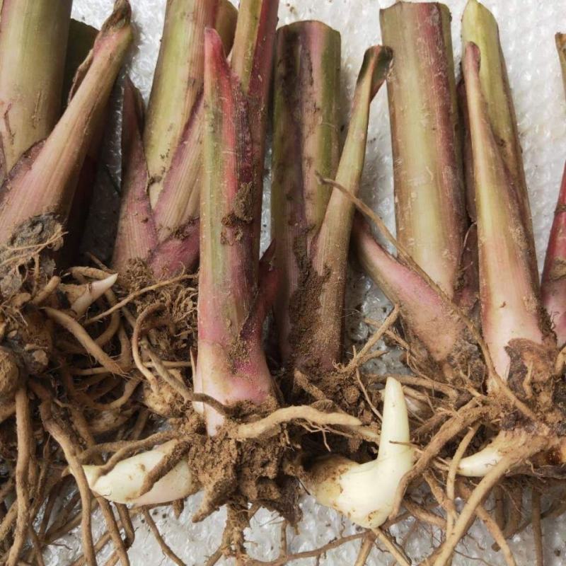 火焰美人蕉花苗水生植物土培花叶美人蕉庭院盆栽室外湿地园林