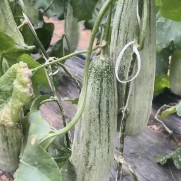 山东头茬羊角蜜，瓜条好，，口感脆甜。。。