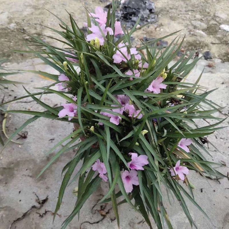翠芦莉花盆栽耐晒耐阴四季开花地栽水培均可阳台庭院室内外绿