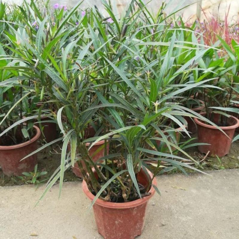 翠芦莉花盆栽耐晒耐阴四季开花地栽水培均可阳台庭院室内外绿