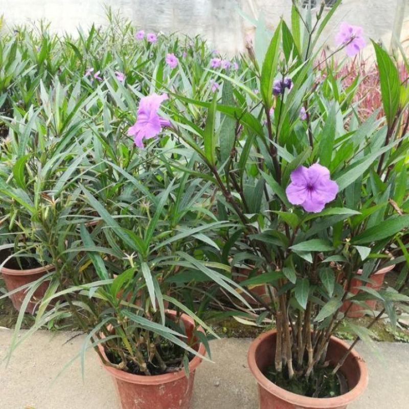 翠芦莉花盆栽耐晒耐阴四季开花地栽水培均可阳台庭院室内外绿