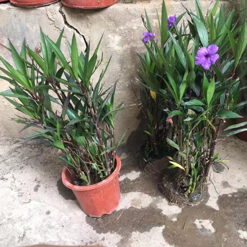 翠芦莉花盆栽耐晒耐阴四季开花地栽水培均可阳台庭院室内外绿