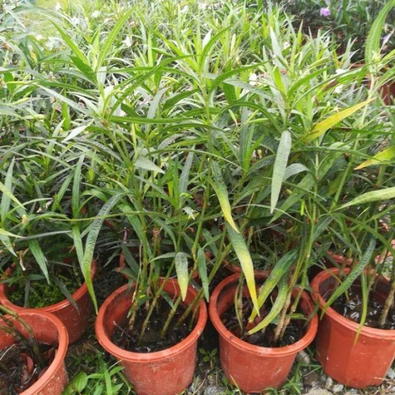 翠芦莉花盆栽耐晒耐阴四季开花地栽水培均可阳台庭院室内外绿