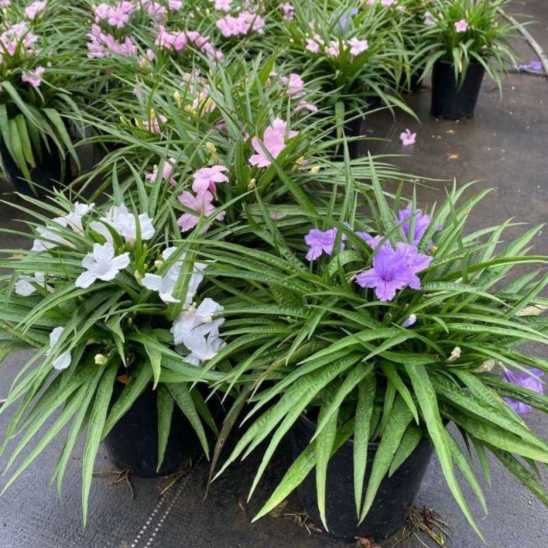 翠芦莉花盆栽耐晒耐阴四季开花地栽水培均可阳台庭院室内外绿