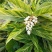 花叶良姜苗彩叶姜花叶艳山姜斑纹月桃庭院绿化四季长青