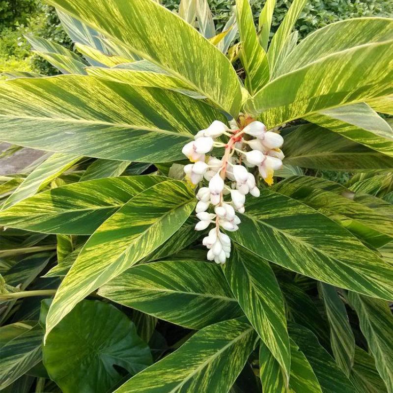 花叶良姜苗彩叶姜花叶艳山姜斑纹月桃庭院绿化四季长青