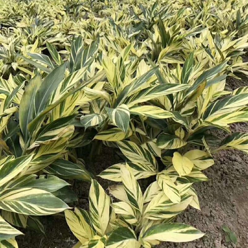 花叶良姜苗彩叶姜花叶艳山姜斑纹月桃庭院绿化四季长青