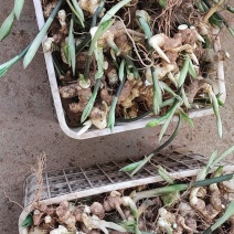 黄精芽头黄精种苗大量上市品质保证，量大价优欢迎联系