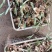 黄精芽头黄精种苗大量上市品质保证，量大价优欢迎联系