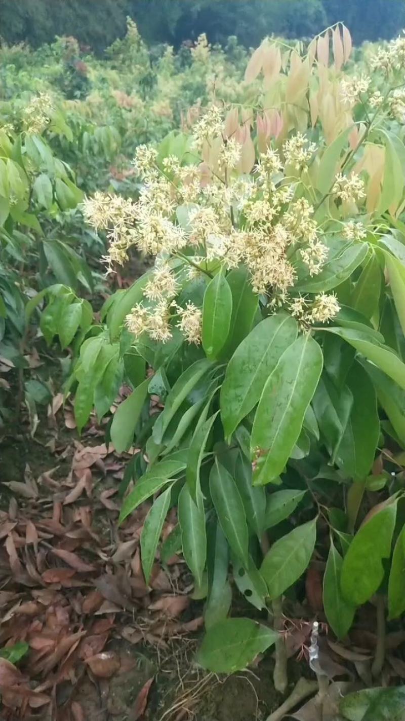 荔枝树苗正品嫁接仙进奉越州红桂花香荔枝岭丰糯冰荔发货包邮