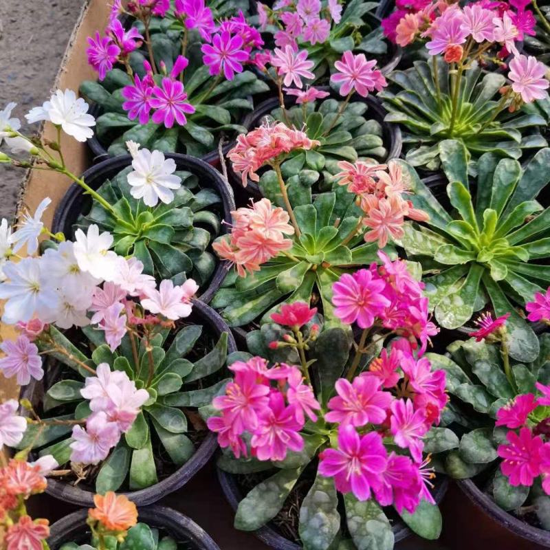 露微花盆栽琉璃草花卉带花苞发货网红混色阳台庭院植物