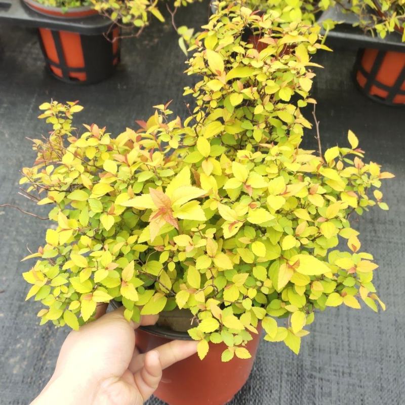 蔷薇科黄金喷泉金焰绣线菊凌叶绣线菊灌木庭院阳台易养金山绣