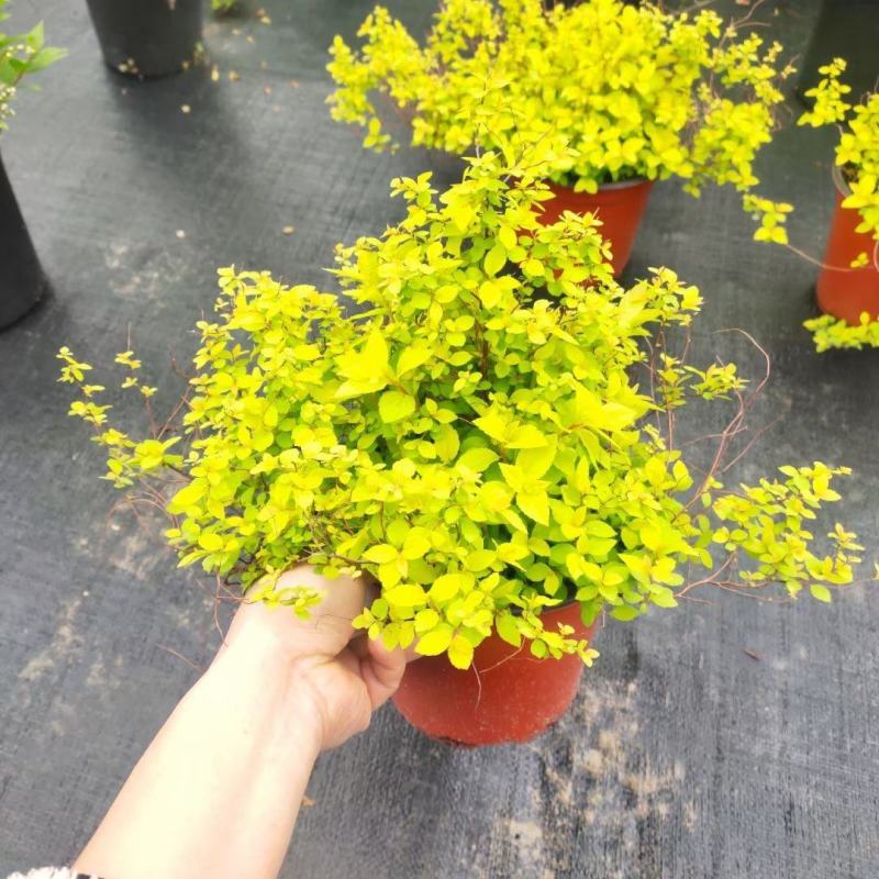 蔷薇科黄金喷泉金焰绣线菊凌叶绣线菊灌木庭院阳台易养金山绣