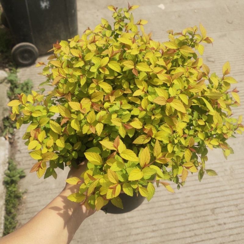 蔷薇科黄金喷泉金焰绣线菊凌叶绣线菊灌木庭院阳台易养金山绣