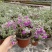 粉花玉芙蓉苗银叶芙蓉阳台庭院红花玉芙蓉花卉植物带花苞耐晒