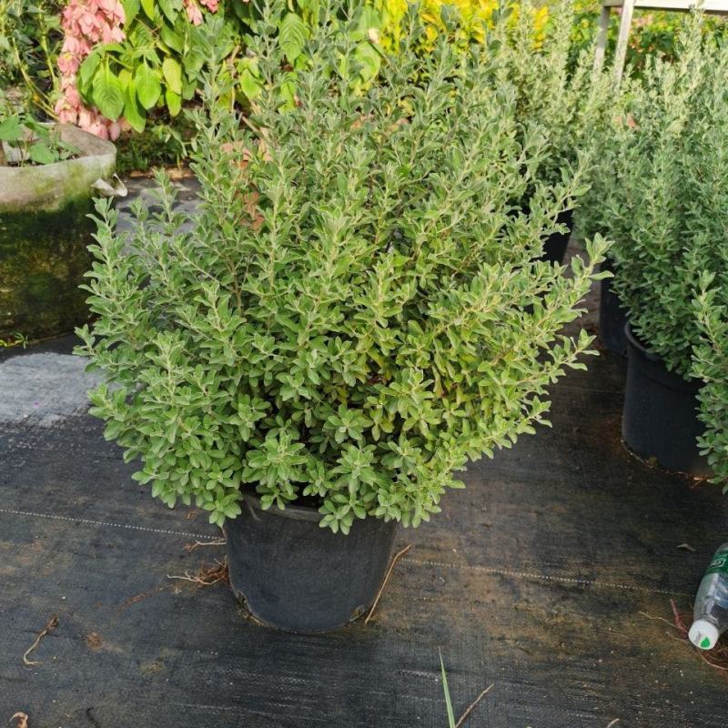 粉花玉芙蓉苗银叶芙蓉阳台庭院红花玉芙蓉花卉植物带花苞耐晒