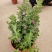 粉花玉芙蓉苗银叶芙蓉阳台庭院红花玉芙蓉花卉植物带花苞耐晒