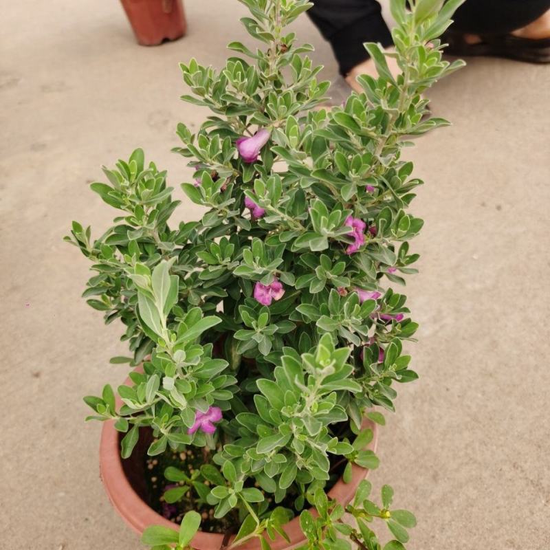 粉花玉芙蓉苗银叶芙蓉阳台庭院红花玉芙蓉花卉植物带花苞耐晒