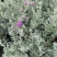 粉花玉芙蓉苗银叶芙蓉阳台庭院红花玉芙蓉花卉植物带花苞耐晒