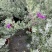 粉花玉芙蓉苗银叶芙蓉阳台庭院红花玉芙蓉花卉植物带花苞耐晒
