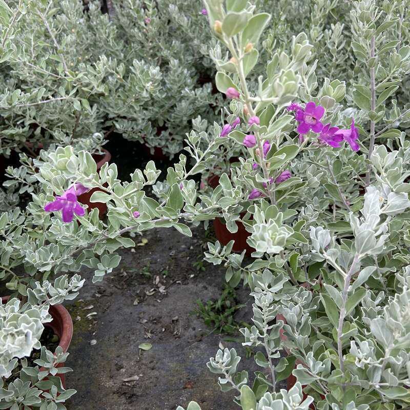 粉花玉芙蓉苗银叶芙蓉阳台庭院红花玉芙蓉花卉植物带花苞耐晒