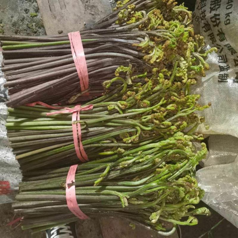 大量出售蕨菜