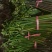 大量出售蕨菜