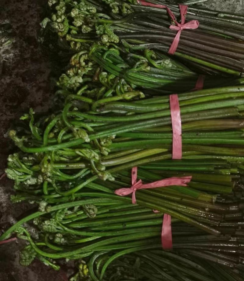 大量出售蕨菜