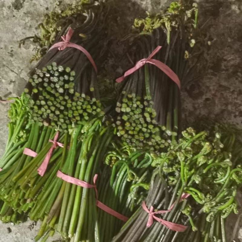 大量出售蕨菜
