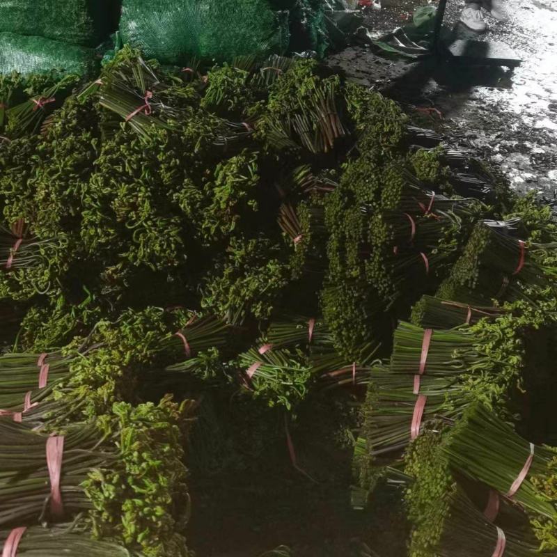 大量出售蕨菜