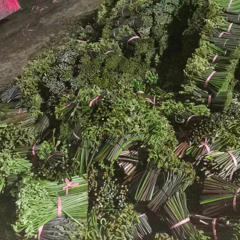 大量出售蕨菜