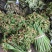 大量出售蕨菜