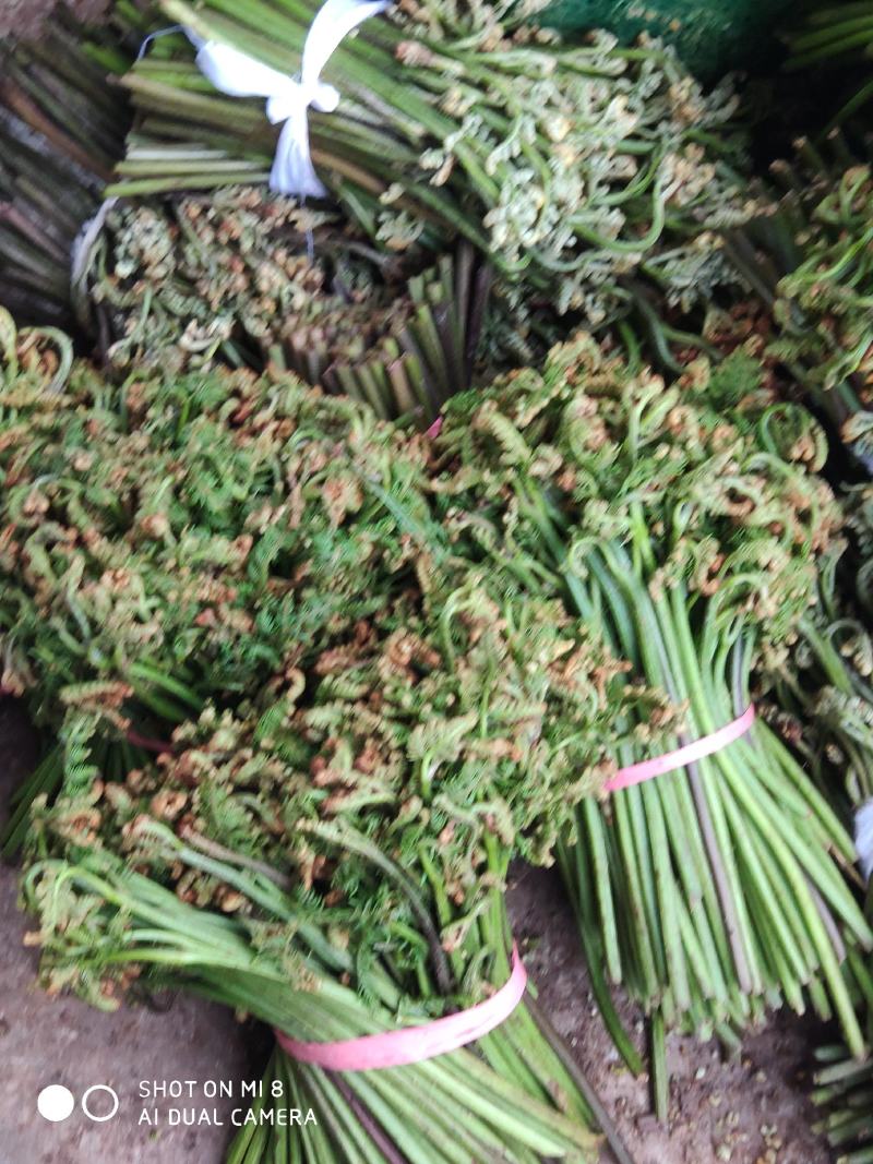 大量出售蕨菜