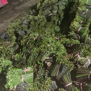 大量出售蕨菜