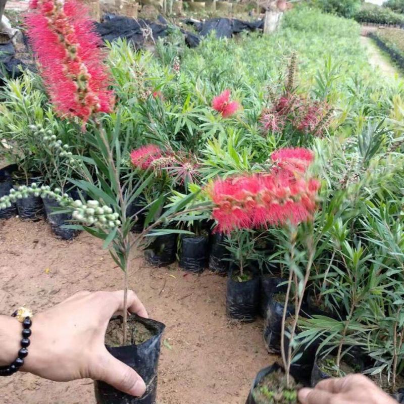 多花红千层树苗金宝树澳洲红千层串钱柳毛绒花庭院盆栽花园