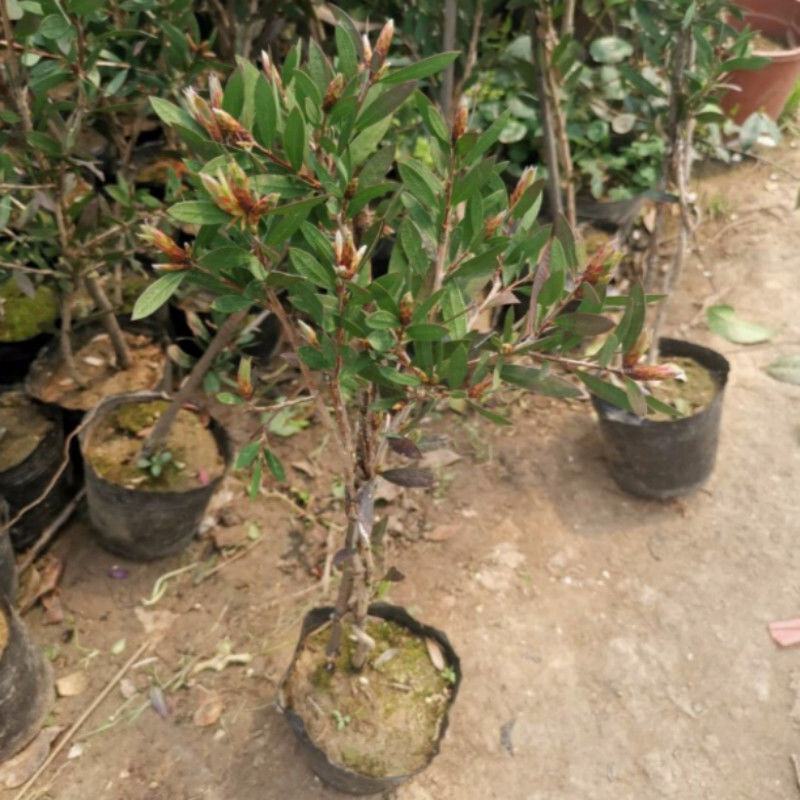 多花红千层树苗金宝树澳洲红千层串钱柳毛绒花庭院盆栽花园