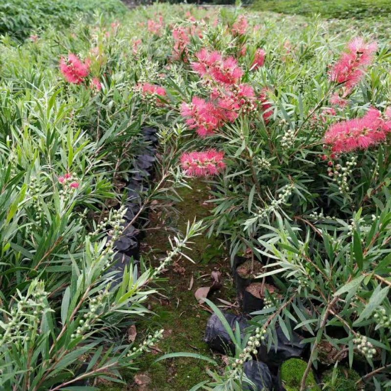 多花红千层树苗金宝树澳洲红千层串钱柳毛绒花庭院盆栽花园