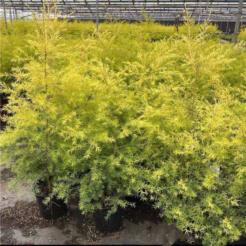 黄金香柳树苗室外庭院花园绿植观赏植物阳台盆栽四季常青绿化